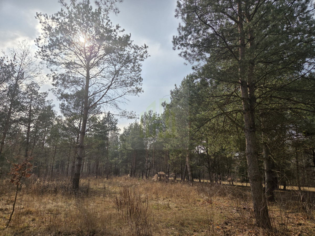 Duża działka 7800 m² – świetna pod inwestycję